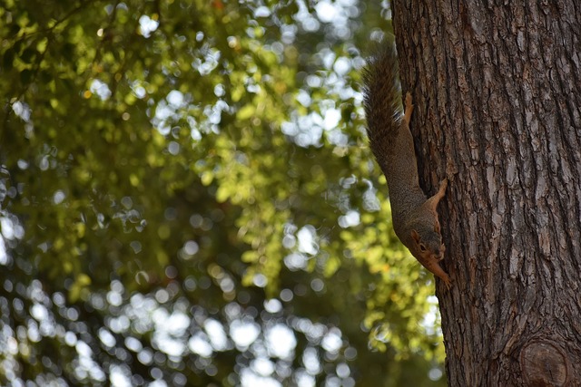 迪奥拉重聚 迪奥拉重聚