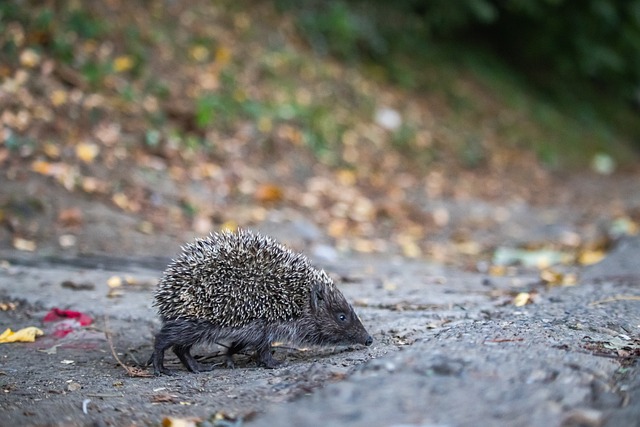 制胜的关键 制胜的关键